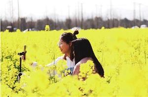 These rapeseed flowers are stunning!