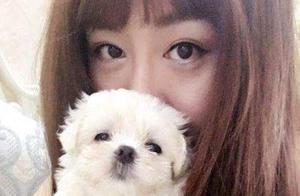 New Star in Pet Dogs, Dubbed 'Snow White Princess,' Formerly Beloved by European Aristocrats