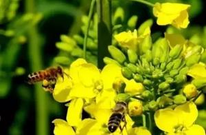Xingping: Golden Rapeseed Flowers Covering the Land