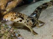 Are Sharks Going Ashore? Scientists Discover 9 Shark Species Evolving and Walking on Shallow Reefs
