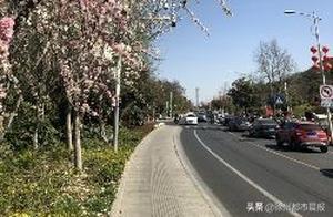 Good News! Another Batch of Scenic Areas in Xuzhou Have Reopened - Let's Go for a Spring Walk!