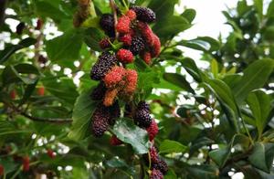 Yunnan Jiangchuan: Xixiang Zhuang Mulberry Harvest - Come and Check-in!