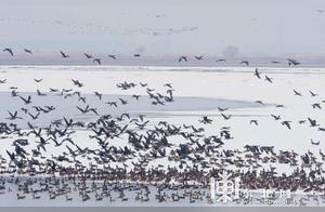 Ten Thousand Birds Return North, Spring's Full Bloom