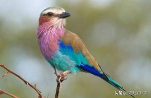 They Are Elegant Predators of the Bird World