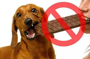 These 5 ‘Human Foods’ Shouldn’t Be Fed to Dogs – Each Can Cause Significant Harm