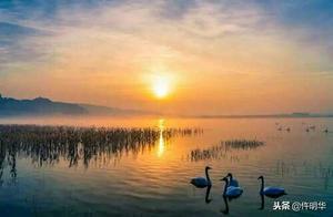 Sanmenxia Little Baili Reservoir Wetlands, White Geese Resting in Xinjiang Tianye Lake