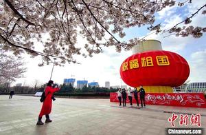 Weifang, Shandong Welcomes Peak Cherry Blossom Bloom, Invites Public to ‘Cloud View’