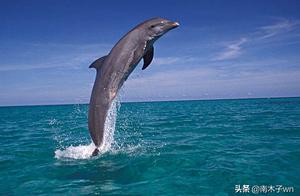 Why Do Dolphins Save Drowning People? How Smart Are They? Learn a Lot!