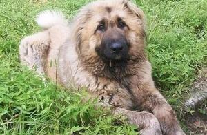 Chinese Mountain Dogs, the Masters of the Deep Forests of the Greater Khingan Range, Fierce in Temper Like Tibetan Mastiffs