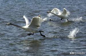 Fusheng County Dashuhe National Wetland Park Welcomes 'Noble Guests'