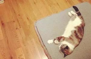 Ever since the aliens met the cats, I've been treated like a dog!