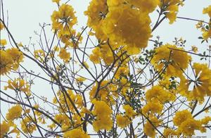 Beauty in Spring