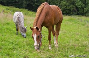 Why Don't Animals in Nature Wipe Their Bottoms, While Humans Do?