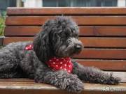 Can Dogs Develop Dermatitis? How to Respond?