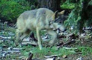 Critically Endangered Gray Wolf Completes 1,000-Mile Journey Across Three U.S. States Before Dying While Seeking a Mate