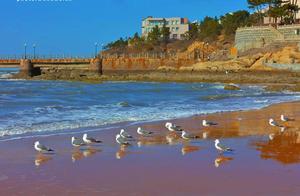 Close-up Shot: Just Now, a Flock of 'Little Sprites' Appeared at Golden Beach