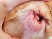 Dogs Can Also Get Food Allergies - What Should You Do?