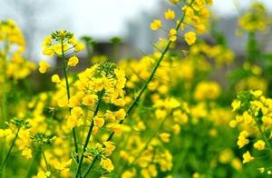 Waiting for the Spring Blossoms, I Want to Take You to Han Yang to See Rapeseed Flowers