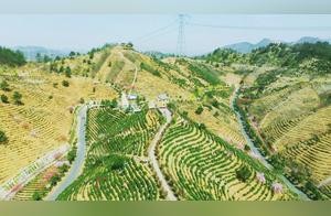 Shangnan's 'Mingqian Tea' Harvest Begins! Spring Tea Buds Sprouting, Tea Pickers Busy Harvesting on Ten Thousand Acres of Tea Hillsides!
