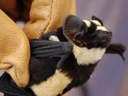 Have You Seen the Bat Like a Panda? They Are Even Rarer Than Pandas
