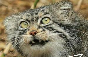 I Didn't Know These Wandering Stickers Were Enemies: Serval Cat vs. Tibetan Fox