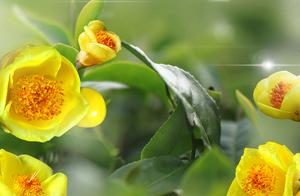 Stay Home Vacation Without Boredom - Golden Flower Tea Online Science
