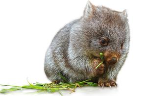 The ‘Soil Fat Circle’ – Wombats are Rarer Than Giant Pandas