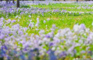Beijing Spring: Captivate Your Hidden Garden