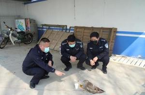 Villagers in Linqing Discover a Young Eagle, a Second-Level Protected Animal