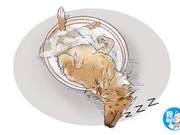 Golden Retriever Lying Motionless in a Basin, Man Mistook It for Drowning, Realized Upon Closer Inspection