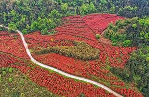 Blooming in Chengdu: Lush Sichuan Red Leaf Stone Nut Landscapes