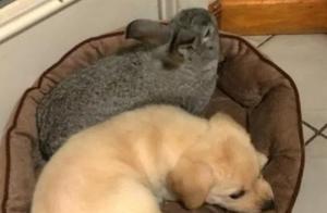 Being outsmarted by a cat is common, but being outsmarted by a rabbit is embarrassing.