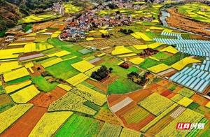 Yongding District's 'Most Beautiful Spring Scenery': Yinjiaxi Town Awaits You to Enjoy Spring and Admire the Bloom