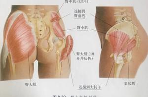 Anatomy of Movement - Gluteus Minimus (16)