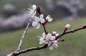 Xinjiang Ili Peach Blossom Splendor