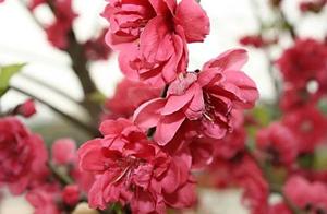 March Peach Blossoms Red – Recitation: Bamboo