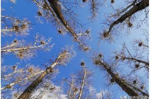 Luming Nature Reserve in Lianmeng County: Large Numbers of Grade II National Protected Animals, Gray Herons, Return
