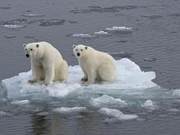 Russian Scientist: Self-Cannibalism Among Polar Bears Is Becoming a Common Phenomenon, Male Bears Eat Female Bears, Female Bears Eat Cubs