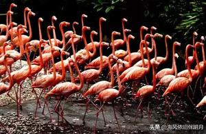 The flamingos symbolize unwavering loyalty in love, and their beauty and splendor are stunning. Have you ever seen them?