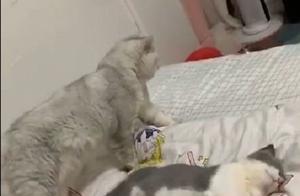 The Cat Stealthily Left After Gently Lulling Its 'Wife' to Sleep, Drawing Online Love