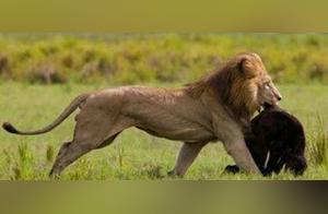 Cruel Lion Devours Young Calf, Bull Family Seeks Revenge – A Tragic Ending