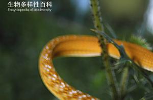 Biodiversity Encyclopedia: Green Slim Snake – I Am Unlike Any Fireworks