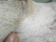 Dog Tongue and Small Bumps on the Mouth