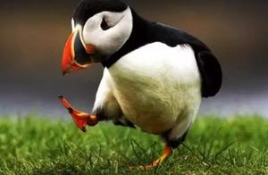 Guillemot: A Cute, Social, and Beloved Seabird