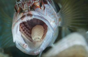 Terrifying Parasitic Method: Lamprey Swimmers Eat Fish Tongues, Replacing Them