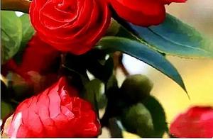 Time Cultivates True Feelings