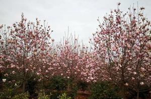 Dujiangshan: Magnolia Blossoms Splendidly, a Sight to Behold