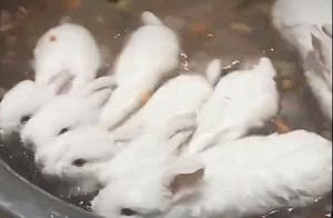 The Owner Bathes the Rabbit, and Conveniently Scattered Vegetables in the Basin – It’s Like a Hot Pot!