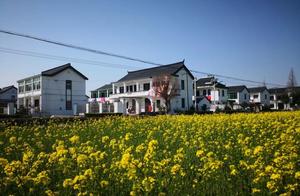 Rapeseed Flowers Bloom in the Suburbs of Shanghai! Welcome to Online "Cloud Viewing"