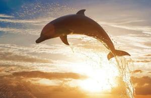 Top 10 Smartest Animals in the World - Dolphins Lead, But Can Pigs Make the List?